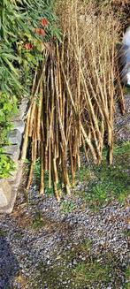 Bamboe stokken gratis, Tuin en Terras, Ophalen