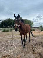 2 onwijs lieve merries - paarden staan in Nederland, Dieren en Toebehoren, Paarden, Merrie
