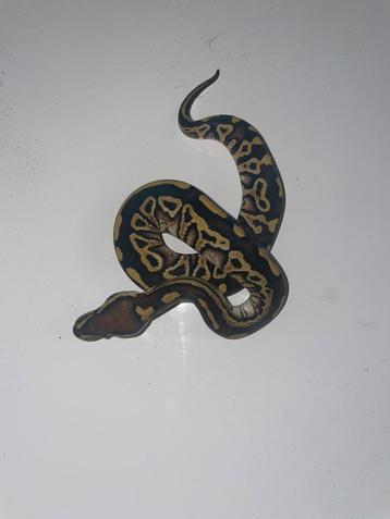 Ball python phantom Trick, Animaux & Accessoires, Reptiles & Amphibiens, Serpent, 0 à 2 ans