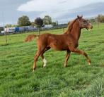 Hengstveulen can’t touch v/h schouwerhof, Dieren en Toebehoren, Paarden, Springpaard, Gechipt, 0 tot 2 jaar, Hengst