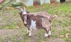 Dekbok 1,5jaar oud, Dieren en Toebehoren