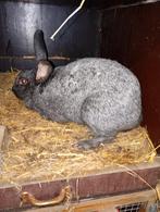 Voedster, Dieren en Toebehoren, Konijnen