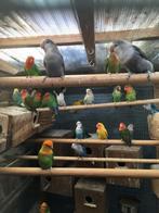 MOOIE KLEUREN DWERGPAPEGAAIKES VANAF 50 EURO/KOPPEL, Dieren en Toebehoren, Meerdere dieren, Dwergpapegaai of Agapornis