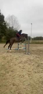 9 jarige springmerrie, Animaux & Accessoires, Chevaux, Jument, Cheval de saut, 7 à 10 ans