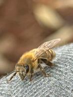 Opruiming bijenzwerm, Dieren en Toebehoren, Insecten en Spinnen, Bijen