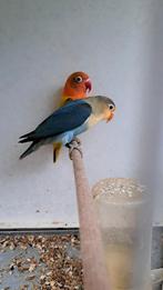 Koppel fischerie, Dieren en Toebehoren, Vogels | Parkieten en Papegaaien, Meerdere dieren, Dwergpapegaai of Agapornis, Geringd