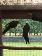 Geelbuikrosella, Dieren en Toebehoren, Vrouwelijk, Parkiet, Geringd