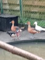 Carolina eend, Dieren en Toebehoren, Eend