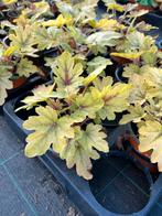 Heucherella hybr. ‘Eye Spy’, Ophalen, Zomer, Vaste plant