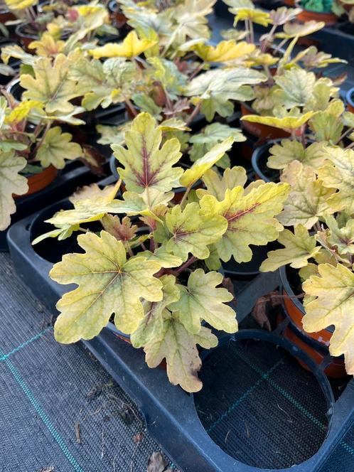 Heucherella hybr. ‘Eye Spy’, Tuin en Terras, Planten | Tuinplanten, Vaste plant, Zomer, Ophalen
