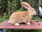 Vlaamse reus, Dieren en Toebehoren, Konijnen, Mannelijk, Groot, 0 tot 2 jaar