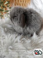 Raszuiver baby minilop konijn ram (transport mogelijk), Dieren en Toebehoren, Konijnen, Mannelijk, Dwerg, Hangoor, 0 tot 2 jaar