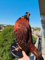PRACHTIGE recent opgezette Temminck Tragopaan fazant vogel, Verzamelen, Dierenverzamelingen, Ophalen of Verzenden, Nieuw, Vogel