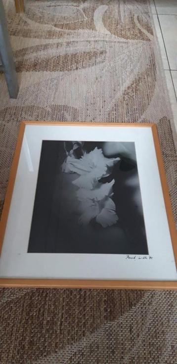 Foto Kunstfoto Gladiolen Frank Lichta 1995 beschikbaar voor biedingen