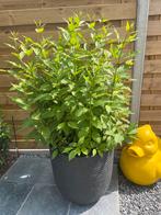 Zwarte pot CAPI ribbel met grote struik witte seringen, Volle zon, Vaste plant, Zomer, Ophalen
