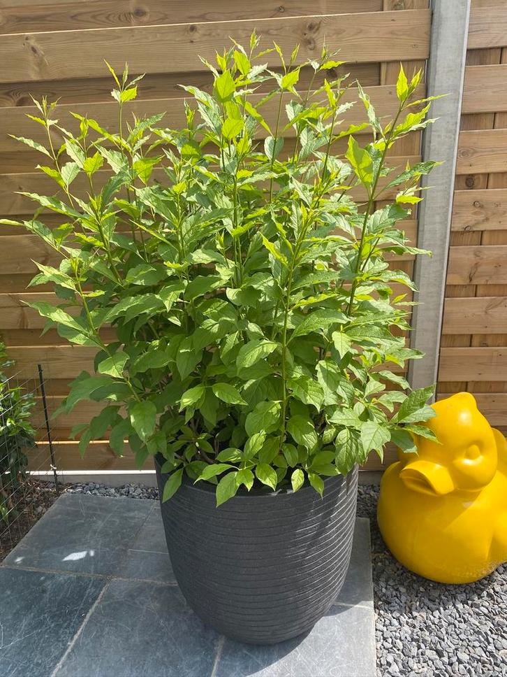 Zwarte pot CAPI ribbel met grote struik witte seringen, Tuin en Terras, Planten | Tuinplanten, Vaste plant, Overige soorten, Volle zon
