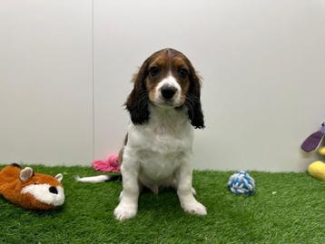 Engelse Cocker x Kooikerhondje pups beschikbaar voor biedingen