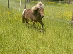 Lief miniatuur paardje 2 jarige merrie BMP, Dieren en Toebehoren, Pony's, Merrie, 0 tot 2 jaar, Gechipt, A pony (tot 1.17m)