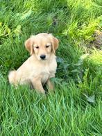 Mooi nestje golden retrievers van de werklijn, Golden retriever, België, Fokker | Hobbymatig, Reu