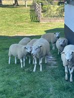 schapen te koop, Dieren en Toebehoren, Schapen, Geiten en Varkens, Meerdere dieren, Schaap, 0 tot 2 jaar