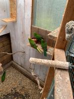 Kakariki