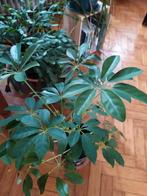 Schefflera, Ophalen, Overige soorten, Halfschaduw, In pot