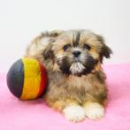 Lhasa Apso - Belgische pups te koop, Dieren en Toebehoren, CDV (hondenziekte), Meerdere, 8 tot 15 weken, Meerdere dieren