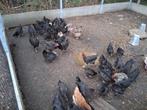 Marans kippen en hanen
