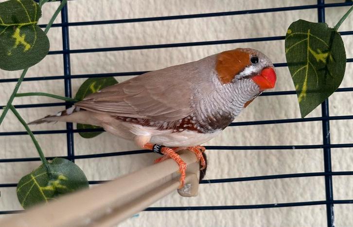 Zebravink man bruin split Oranjeborst/Zwartborst – 2025, Dieren en Toebehoren, Vogels | Overige Vogels, Mannelijk, Geringd