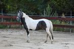 3,5 jarige Brave Bonte C-pony New Forest merrie, Dieren en Toebehoren, Merrie, Springpaard, Minder dan 160 cm, 3 tot 6 jaar