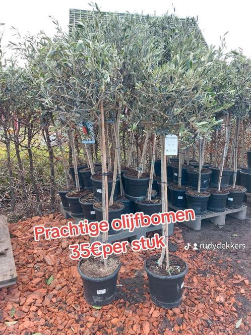 Olijfbomen koopjes, Tuin en Terras, Planten | Tuinplanten, Ophalen of Verzenden
