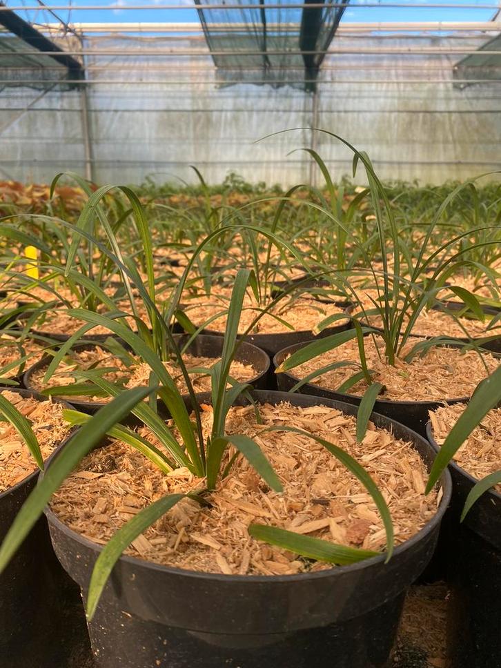 Liriope muscari 'Royal Purple', Vaste Plant, Tuin en Terras, Planten | Tuinplanten, Vaste plant, Halfschaduw, Ophalen