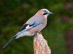 Gezocht Vlaamse gaai, Dieren en Toebehoren