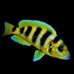 Poissons, Animaux & Accessoires, Poissons | Aquariums & Accessoires, Enlèvement, Utilisé, Aquarium d'eau douce rempli