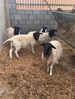 Dorpers 2025, Dieren en Toebehoren, Schapen, Geiten en Varkens, Vrouwelijk, Schaap, 0 tot 2 jaar