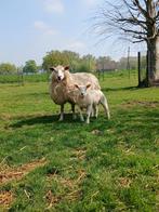 Ooi met ramlam