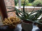 Cactussen, Tuin en Terras, Planten | Tuinplanten, Ophalen of Verzenden