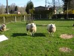 A vendre moutons Texel, Animaux & Accessoires, Moutons, Chèvres & Cochons, Femelle, Mouton, 0 à 2 ans