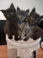 Maine coon kittens, Dieren en Toebehoren, Meerdere dieren, Gechipt, 0 tot 2 jaar