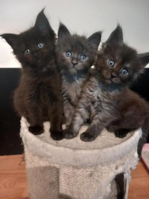 Maine coon kittens, Dieren en Toebehoren, Katten en Kittens | Raskatten | Langhaar, Meerdere dieren, 0 tot 2 jaar, Gechipt, Ontwormd