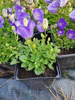 Campanula Blaue Clips, Ophalen