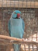 Een halsband. Ongeveer 7 jaar. Is geringt. Blauw, Parkiet, Tam