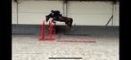 4jarige merrie, Dieren en Toebehoren, Paarden, Merrie, Springpaard, Gechipt, Niet van toepassing