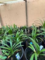 Agapanthus blauw, Tuin en Terras, Planten | Tuinplanten, Ophalen