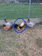 Haantje, Animaux & Accessoires, Volatiles