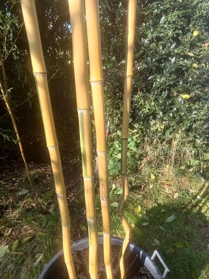 bamboe : Phyllostachys, Tuin en Terras, Planten | Tuinplanten, Vaste plant, Overige soorten, Ophalen