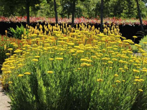 Achillea millefolium  'Cloth of gold', Tuin en Terras, Planten | Tuinplanten, Vaste plant, Ophalen