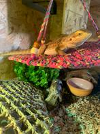 Jonge baardagaam van juli 2025 met nieuw  terrarium 🦎, Dieren en Toebehoren, Hagedis, Met terrarium, 0 tot 2 jaar