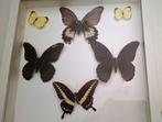 6 ingekaderde vlinders o.a. papilio memnon, Verzenden, Gebruikt, Insect, Overige typen