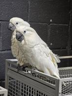 Des cacatoès à crête blanche super apprivoisés dotés d'ADN e, Animaux & Accessoires, Bagué